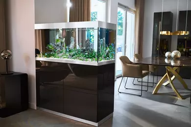 New shoot 2025 
Aquarium, Ankum