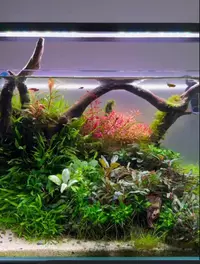Stills from Oase Global IG account for aquarium landing page
