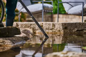 New shoot 2025 
Driehof Tecklenburg, pond and water garden