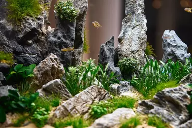New shoot 2025 
Aquarium, Ankum