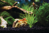 Aquarium ph levels