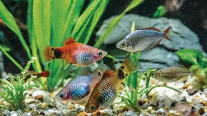 A green beautiful planted tropical freshwater aquarium with fishes.Freshwater aquarium fish, The Sail-fin molly, (Poecilia velifera ), gold, white, silver and dalmatin mutation
gravel, waterplants, moss, goldfish, vallisneria, aquarium garden, aquarium plants, guppy, echinodorus, fresh, aquatic, garden, tropical, nature, plant, water, decorative, freshwater, landscape, fish, home, aquarium, display, relax, green, live, leisure, design, decor, interior, life, deep, hobby, underwater, animal, background
