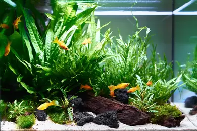 Orange fish in an aquarium