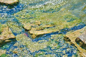 FOT_PRJ_CyanoClear-Jabbeke-Belgium-2022-water-0009_#SALL_#AQU_#V1.tif