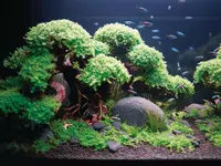 Archive number: OASE159680
OASE Consumer, Inspiration & Branding, Aquarienpflege, Aquaristik, Wasserpflanzen pflegen, Aqua Scapes, Inside