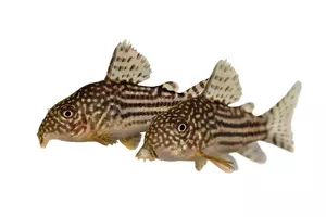 Cory Catfish Corydoras sterbai Sterba's Cory aquarium fish
cory, catfish, corydoras, sterba's, aquarium, fish, freshwater, leopard, pepper, albino, cat, corydora, corydpra, dotted, fisch, fishbowl, golden, green, hobbie, home, julii, panzerwels, reflection, shiny, spotted, swimming, tank, tropical, very, water, wels, pet, tetra, animal