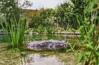 New shoot 2025 
Davit Arican, Moers – Natural Swim Pond