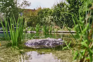 New shoot 2025 
Davit Arican, Moers – Natural Swim Pond