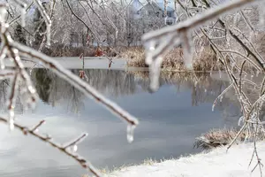 What Happens to Turtles and Frogs in the Winter?