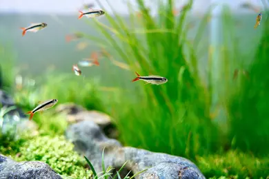 New shoot 2025 
Aquarium, Ankum