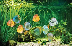 Symphysodon discus
algae, animal, aquarium, background, beautiful, beauty, blood, blue, cichlid, circle, close, color, colorful, cute, decorate, decorative, deep, discus, dive, diving, fin, fish, glass, gravel, green, hobby, nature, nobody, orange, ornate, pet, pets, pigeon, plants, red, round, sea, side, stripe, striped, swim, swimming, tank, tropical, underwater, up, view, water, white, wildlife, algae, animal, aquarium, background, beautiful, beauty, blood, blue, cichlid, circle, close, color, colorful, cute, decorate, decorative, deep, discus, dive, diving, fin, fish, glass, gravel, green, hobby, nature, nobody, orange, ornate, pet, pets, pigeon, plants, red, round, sea, side, stripe, striped, swim, swimming, tank, tropical, underwater, up, view, water, white, wildlife
Symphysodon discus in an aquarium on a green background