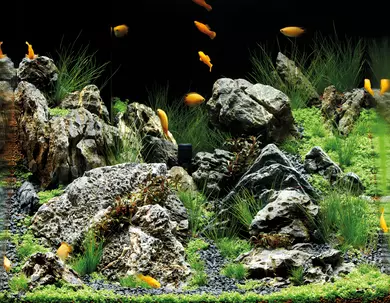 Aquarium water quality blog