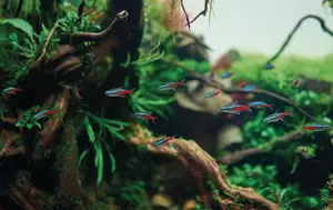 A school of blue neon tetra fish swimming in the freshwater aquarium with live plants
aquascape, aquarium, neon, fish, school, beautiful, plants, nature, freshwater, tank, planted, blue, tetra, design, plant, fern, moss, rotala, green, frodo, roots, redmoor, red, ludwigia, java, fissidens, trident, anubias, stone, tropical, sand, shadows, bucephalandra, view, selective focus, aquascape, aquarium, neon, fish, school, beautiful, plants, nature, freshwater, tank, planted, blue, tetra, design, plant, fern, moss, rotala, green, frodo, roots, redmoor, red, ludwigia, java, fissidens, trident, anubias, stone, tropical, sand, shadows, bucephalandra, view, selective focus
A school of blue neon tetra fish inside beautiful freshwater aquascape with live aquarium plants, Frodo stones, redmoor roots covered by java moss.