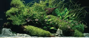 FOT_WBIA_OASE-Tropical-Jungle-003_#SALL_#AQU_#V1.tif
