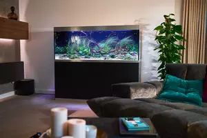 New shoot 2025 
Aquarium, Ankum