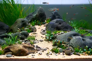 New shoot 2025 
Aquarium, Ankum