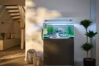 Oase ScaperLine aquarium in a clean living space