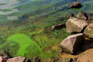 Blooming green water. Green algae polluted river
abstract, alga, algae, aquatic, backdrop, background, biology, blooming, blossom, bog, bubble, contaminated, detail, dirt, dirty, disaster, ecology, ecosystem, environment, environmental, flora, green, grow, growth, lake, marsh, mud, natural, nature, organic, organism, outdoors, pattern, plankton, plant, polluted, pollution, pond, river, scum, slime, slimy, summer, surface, swamp, texture, waste, water, weed, wet
Algae