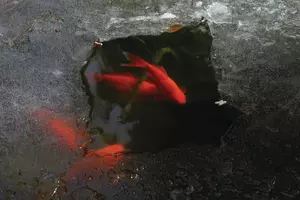 Group of red crucian fishes swimming under ice in the winter pond
red, fish, pond, winter, lake, ice, frozen, crucian, swimming, water, carp, feeding, decorative, colorful, group, nobody, dark, nature, japanese