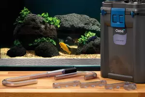 BioMaster 2
