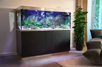 New shoot 2025 
Aquarium, Ankum