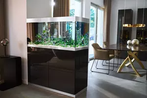 New shoot 2025 
Aquarium, Ankum