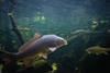 Freshwater fish carp (Cyprinus carpio) in the pond
carp, fish, animal, underwater, nature, river, lake, freshwater, fauna, water, wild, cyprinus, carpio, fishing, pond, cyprinidae, food, scuba, angling, dive, life, habitat, swimming, snorkeling, aquarium, catch, natural, cypriniformes, snorkel, fresh water, common, asia, aquaculture, actinopterygii, europe, nutrition, wildlife, meat, sport, angler, swim, pound, fresh, big, asian, bait, goldfish, hobby
Freshwater fish carp (Cyprinus carpio) in the pond. Underwater shot in the lake. Wild life animal