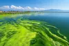 Algae