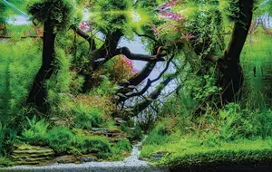 close up image of aquarium tank .
aquarium, aquascaping, aquatic, background, beautiful, bright, carbon, color, decorative, dioxide, display, elegant, environment, farm, fauna, fishes, flora, forest, freshwater, garden, green, hobby, life, light, moss, nature, neocaridina, ornamental, oxygen, peaceful, photosynthesis, plant, quiet, recreational, red, relaxation, relaxing, rock, rotala, shrimp, small, stone, swimming, tank, tropical, underwater, video, water, yellow
close up image of aquarium tank with a variety of aquatic plants inside.