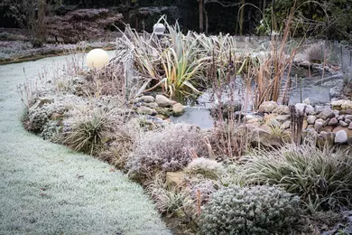 Frost im Garten mit Teich
garten, winter, gartenbau, gartenanlage, teichanlage, teich, gartenteich, frost, dezember, bepflanzung, pflanzen, gefroren, gartengestaltung, winterfest, eingefroren, winterzeit, im garten, jahreszeitlich, jahreszeit, frostig
