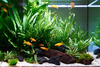 New shoot 2025 
Aquarium, Ankum