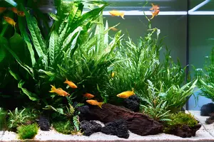 Koi Karpfen in Japan
koi, goldfisch, karpfen, teich, japan, fisch, zen, garteinteich