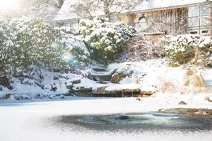 Group of red crucian fishes swimming under ice in the winter pond
red, fish, pond, winter, lake, ice, frozen, crucian, swimming, water, carp, feeding, decorative, colorful, group, nobody, dark, nature, japanese