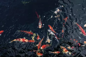 Koi Swimming In A Water Garden,fancy Carp Fish,koi Fishes,koi Fish Swim In Pond.
carp, koi carp, school of fish, large group of animals, underwater, marine, fish, swimming, group of animals, southeast asia, lake, asia, vertebrate, animals in the wild, animal wildlife, animal, high angle view, animal themes, water, nature, outdoors, day, no people, koi, garden,fancy, fish,koi, fishes,koi, swim, in, pond.
