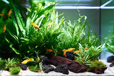 New shoot 2025 
Aquarium, Ankum