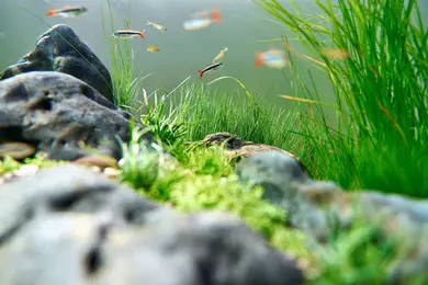 New shoot 2025 
Aquarium, Ankum