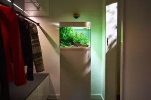 New shoot 2025 
Aquarium, Ankum