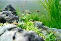 New shoot 2025 
Aquarium, Ankum