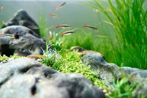 New shoot 2025 
Aquarium, Ankum