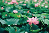 Lotus flower in pond
abstract, aquatic, asia, background, beautiful, beauty, bloom, blooming, blossom, botany, bright, china, closeup, color, flora, floral, flower, garden, green, lake, landscape, leaf, light, lily, lotus, natural, nature, no people, nobody, oriental, outdoor, park, petal, pink, plant, pond, pond lily, pool, reflection, season, spring, summer, tropical, water, waterlily, white, zen