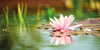 Archive number: OASE139016
Pond with lily