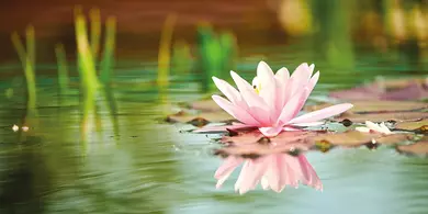 Archive number: OASE139016
Pond with lily