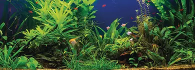 A green beautiful planted tropical freshwater aquarium with fishes
aquarium, fish, decoration, aquatic, pets, leisure, tank, display, tropical, green, rock, red, yellow, life, panoramic, deep, bright, decor, freshwater, underwater, snag, moss, exoticism, wood, gravel, decorative, anubias, garden, design, group, interior, relax, plant, home, exhibit, hobby, beautiful, background, fresh, water, nature, live, aqua, dry, animal, landscape, relaxation