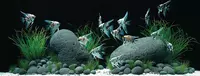 Aquarium water quality blog