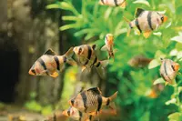 fish in an aquarium
fish, aquarium, tank, barb, aquatic, fishtank, natural, tropical, liquid, puntius, life, bright, swimming, active, freshwater, underwater, striped, small, barbus, group, gold, stripes, blue, rich, beauty, playful, goldfish, stylish, plants, hobby, golden, beautiful, background, fresh, zoo, water, nature, pet, environment, fins, fashionable, aqua, animal, bubbles