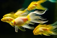 Aquarium water quality blog