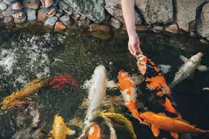 A young girl feeds the multi-colored Koi carps in the pond. Human hand with food and big hungry fish close up. Hobby.
koi, carp, hungry, feed, people, hand, fish, feeding, colorful, food, fancy, pond, animal, asian, nature, water, yellow, background, garden, happy, japanese, pet, red, decorative, japan, pool, beautiful, orange, Bali, golden, life, summer, Thailand, activity, white, asia, bottle, color, group, swim, aquarium, boy, fun, hobby, lake, leisure, little, natural