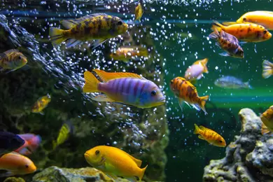 Aquarium water quality blog