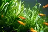 New shoot 2025 
Aquarium, Ankum