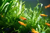 New shoot 2025 
Aquarium, Ankum